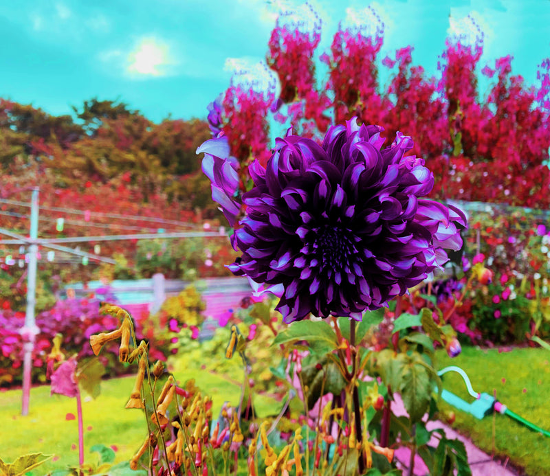 Springtime in the garden with 'Murphy OBE'