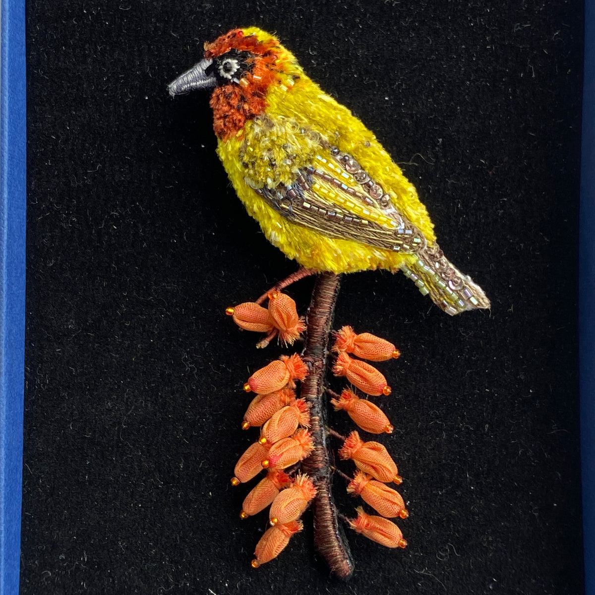 Cape Weaver Bird